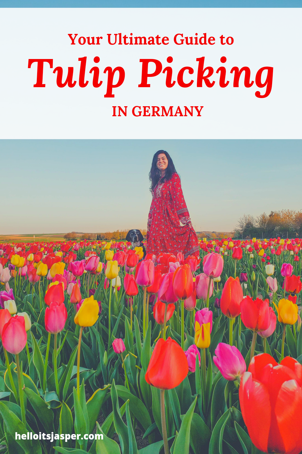 Your Ultimate Guide to Picking Tulips in Germany
