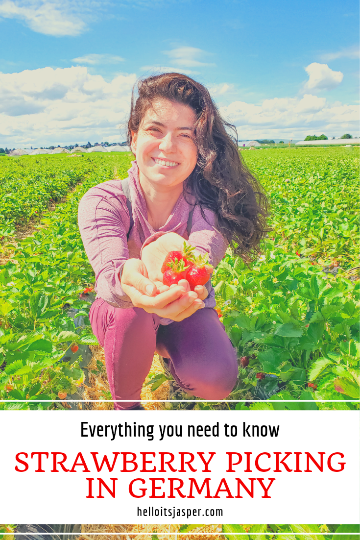 Strawberry Picking in Germany: Everything You Need to Know