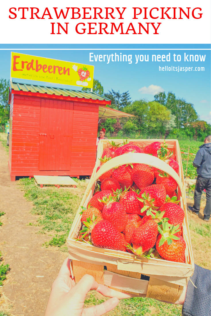 Strawberry Picking in Germany: Everything You Need to Know